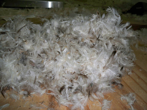 Buy goose 2024 down feathers bulk